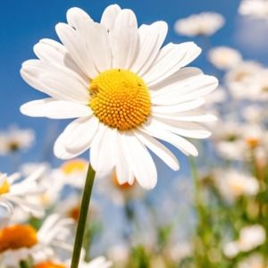 Meet your Posher, Sydney